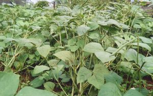 Hướng dẫn trồng đậu đen