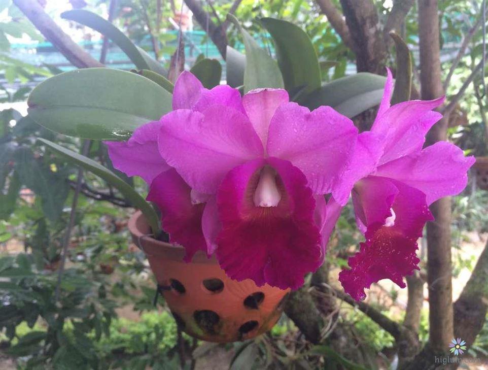 Cách trồng Lan Cattleya “siêu đẹp” tại nhà – hoa bền