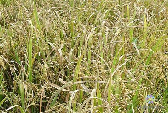 Năng suất lúa bị ảnh hưởng lớn do bệnh bạc lá