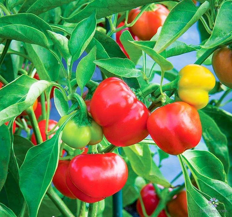 Hướng dẫn trồng ớt chuông