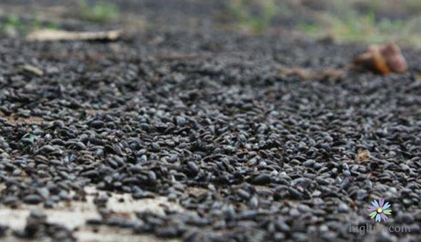 Cách nhận biết bọ đậu đen