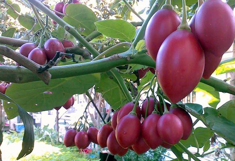 Hướng dẫn trồng cà chua thân gỗ