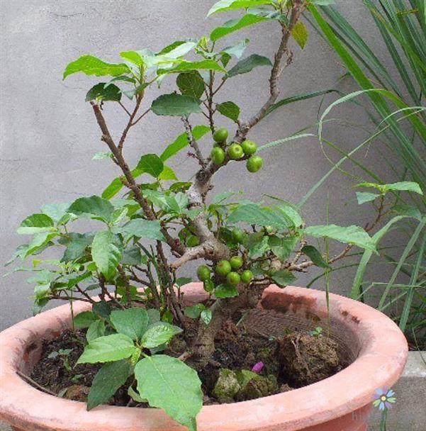 Mẹo trồng và chăm sóc cây sung