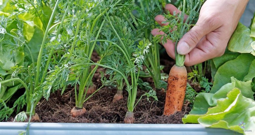 Phương pháp trồng cà rốt trong thùng xốp - higlumcom