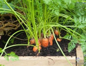 Hướng dẫn trồng cà rốt