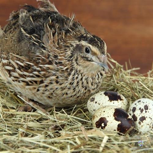 Hướng dẫn nuôi chim cút đẻ trứng
