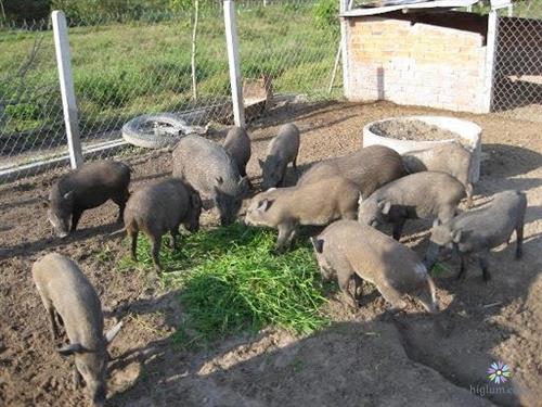 Chăm sóc lợn rừng đúng kỹ thuật mang lại hiệu quả kinh tế cao