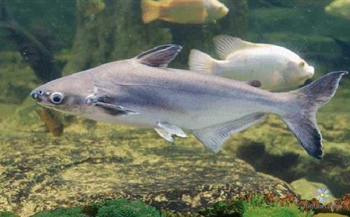 Cùng Xem: Cách nuôi cá mập cảnh, thức ăn - chăm sóc và lưu ý - Nội Thất Xinh