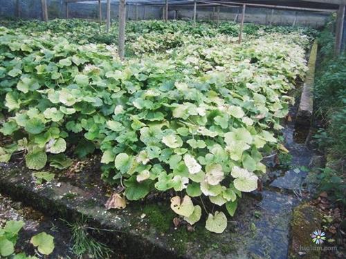 Mô hình trồng wasabi bán thủy canh tại Nhật Bản