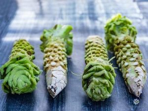 Hướng dẫn trồng wasabi tại Việt Nam