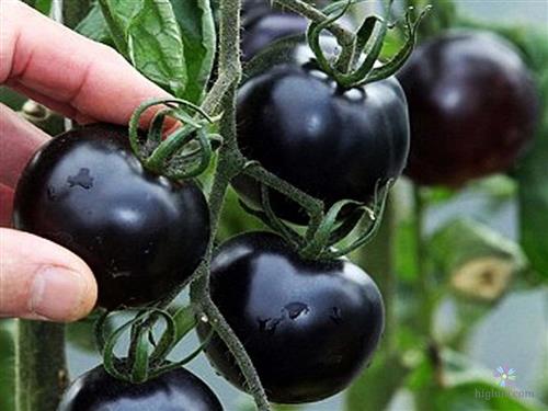 Cà chua đen có nhiều tác dụng tốt đối với sức khỏe