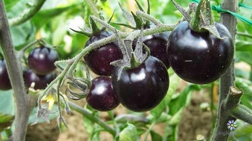 Hướng dẫn trồng và chăm sóc cà chua đen