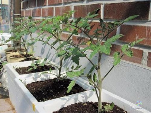Sử dụng thùng xốp để trồng tại nhà