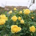 Hướng dẫn trồng hoa hồng tezza