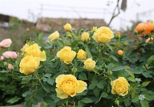 Hoa hồng tezza vàng